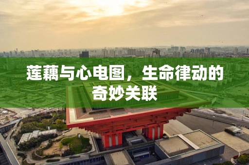 莲藕与心电图，生命律动的奇妙关联